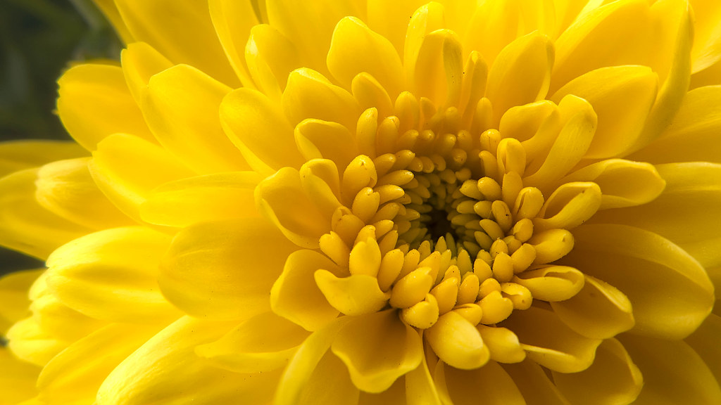 국화 대표 이미지